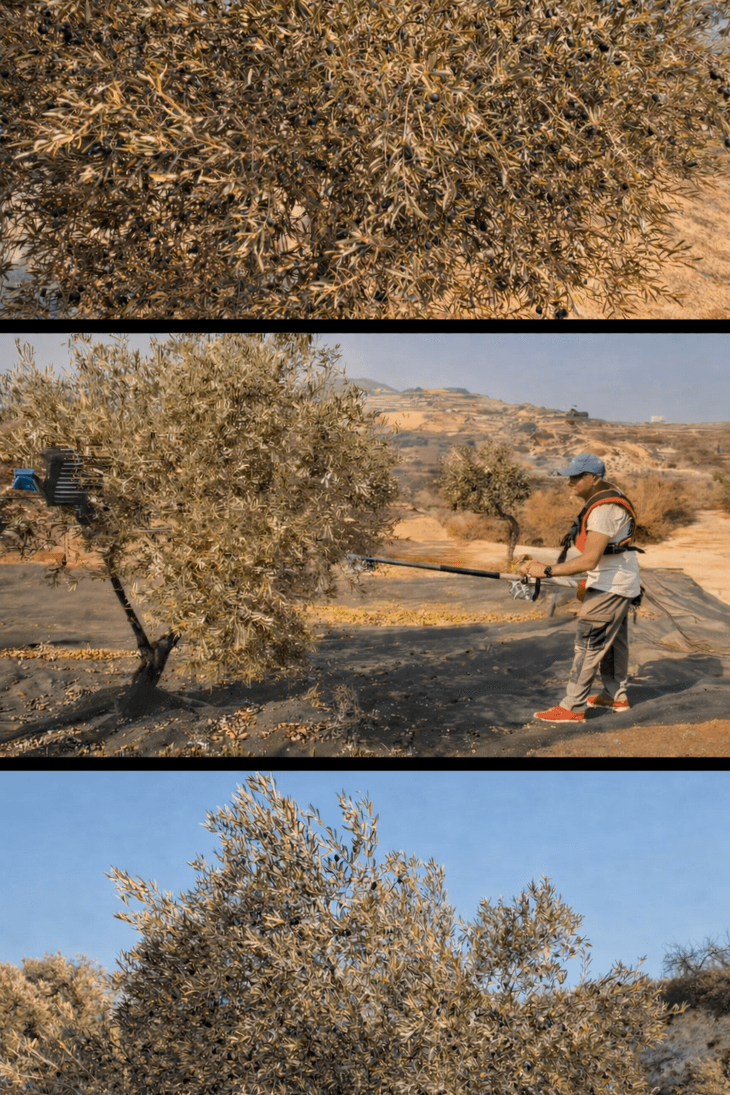 Harvesting olives from our own trees in Cyprus